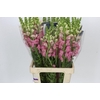 Antirrhinum Potomac Early Pink