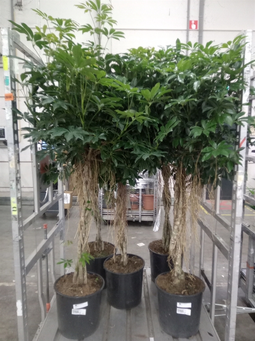 <h4>Schefflera arbor. 'Compacta'</h4>