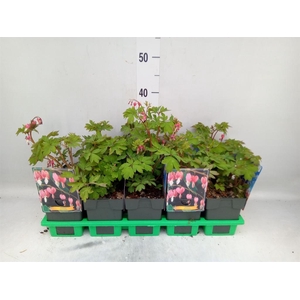 Dicentra spectabilis