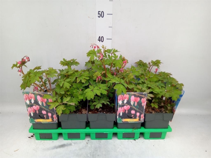 <h4>Dicentra spectabilis</h4>