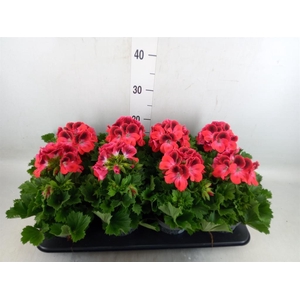 Pelargonium gran.   ..