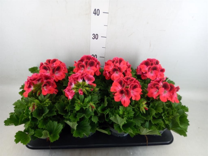 <h4>Pelargonium gran.   ..</h4>
