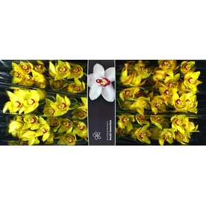 Cymbidium Sunkist