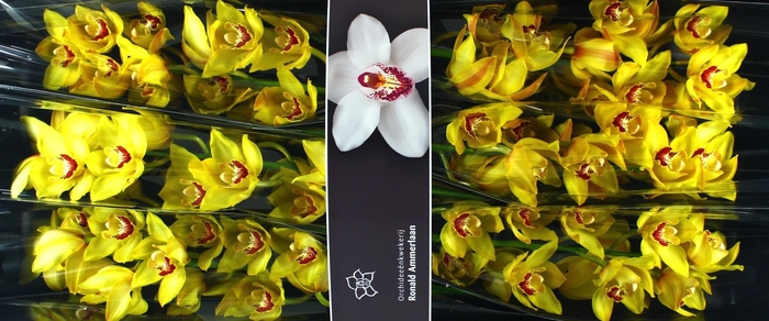 <h4>Cymbidium Sunkist</h4>