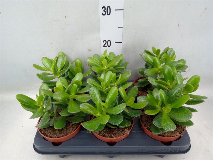 <h4>Crassula  'Magical Tree'</h4>