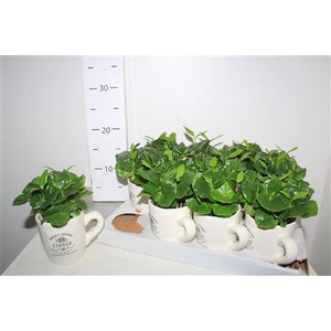 Coffea Arabica In Coffeacups