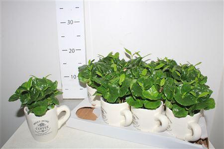 <h4>Coffea Arabica In Coffeacups</h4>