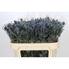 Eryngium Blue Dynamite