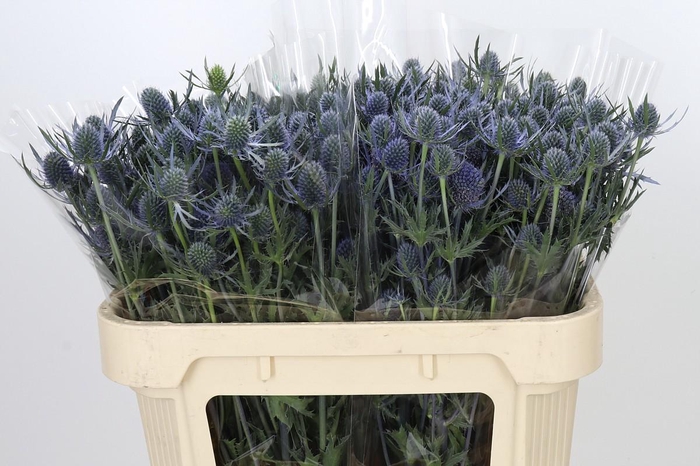 Eryngium Blue Dynamite