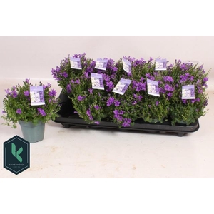 CAMP PORTENSCHLAGIAN