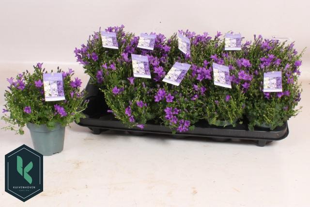 <h4>CAMP PORTENSCHLAGIAN</h4>