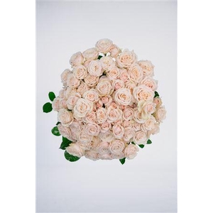 R Gr Tr Wangaria Maathai