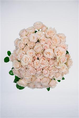 <h4>R Gr Tr Wangaria Maathai</h4>