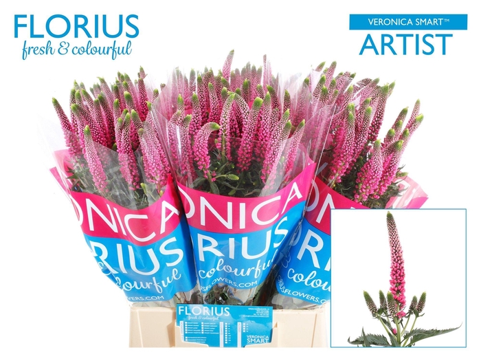 <h4>Veron Smart Artist</h4>