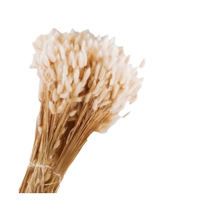 Lagurus Cream