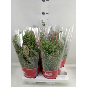 Aeschynanthus 'Green Star'