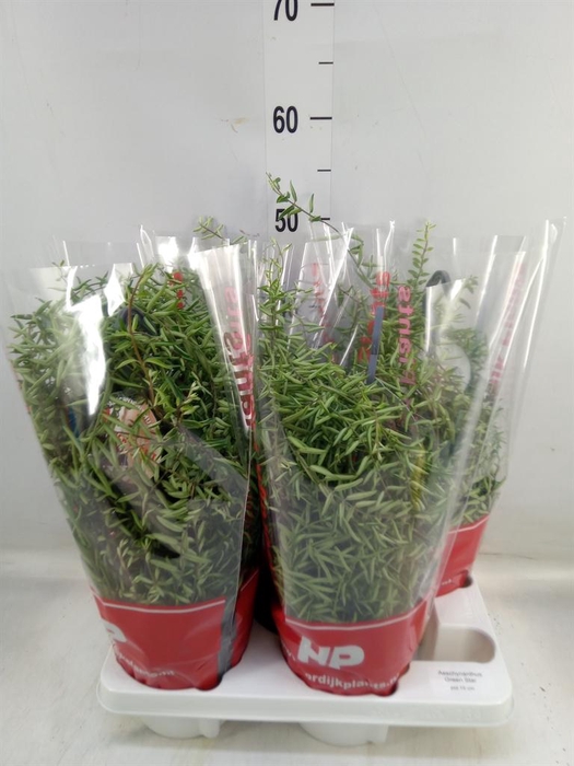 <h4>Aeschynanthus 'Green Star'</h4>