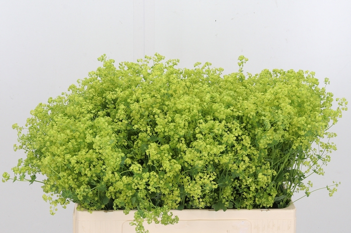 <h4>Alchimella Robusta</h4>