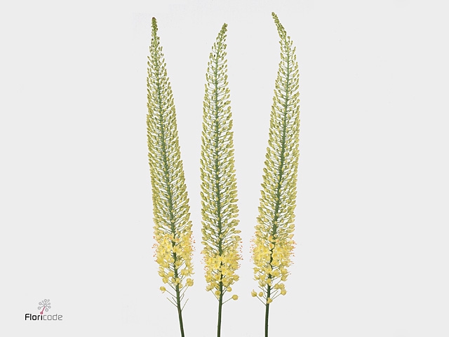 EREMURUS SH YELL SUN