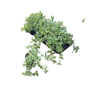 DOROTH BELLIDI MEZOO