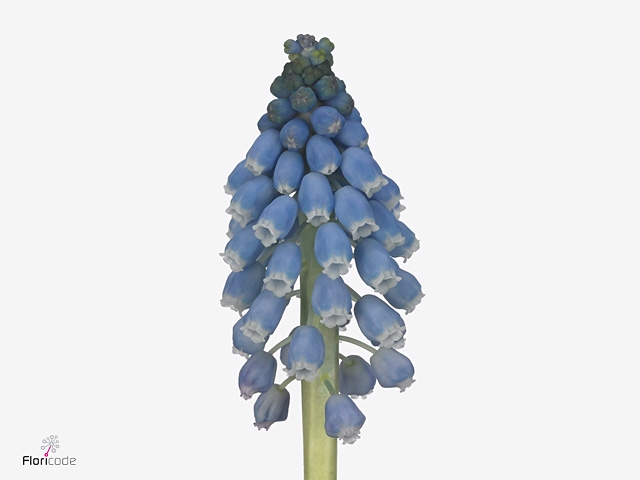 MUSCARI CAROLA