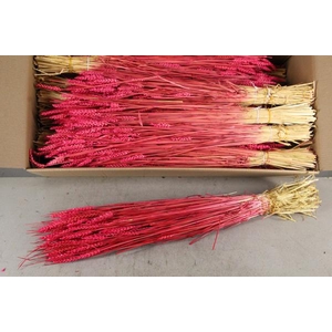 Df Triticum Bs Cerise