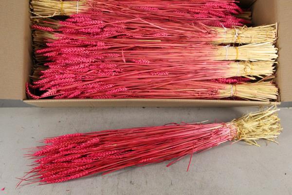 <h4>Df Triticum Bs Cerise</h4>