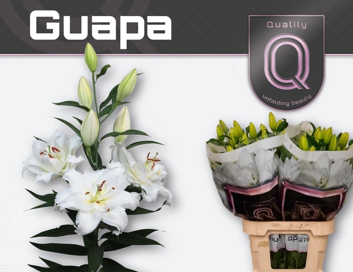 <h4>LI OR DU GUAPA 5+</h4>
