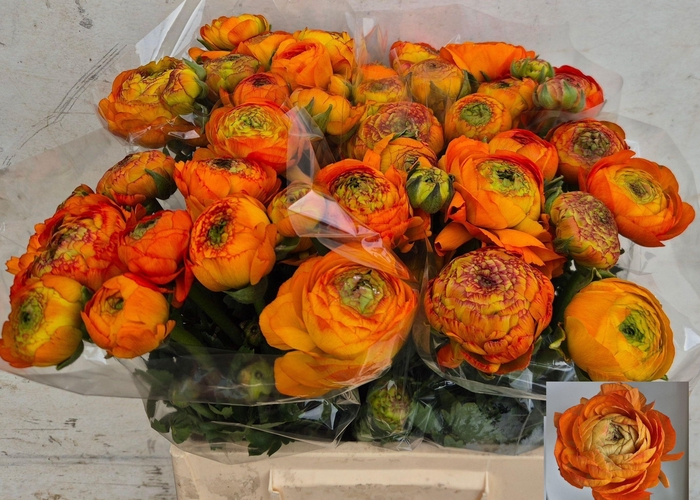 <h4>RAN AAZUR ORANGE</h4>