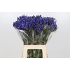 Agapanthus EYFORI Blue