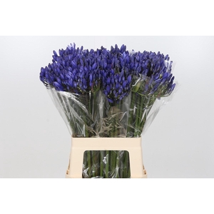 Agapanthus EYFORI Blue