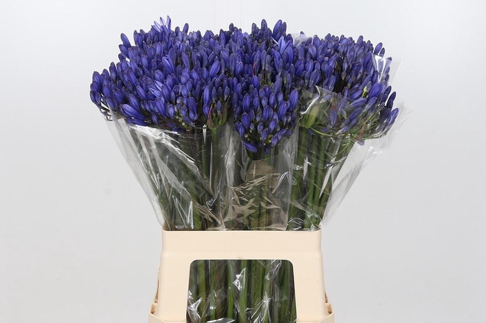<h4>Agapanthus EYFORI Blue</h4>