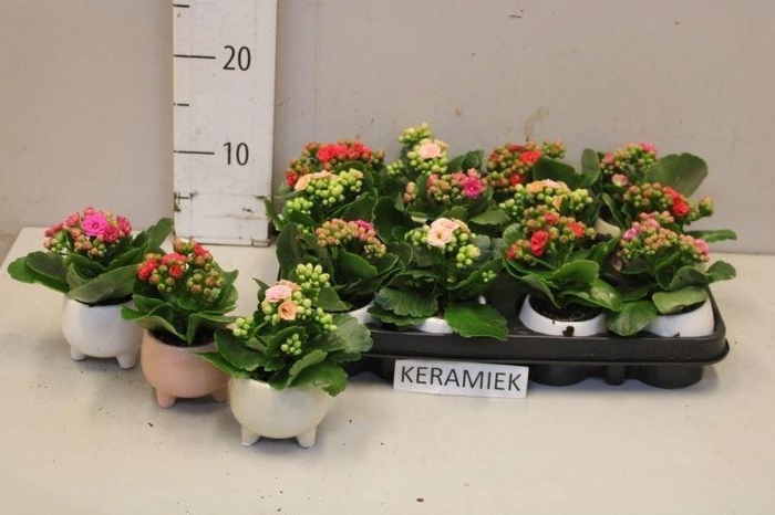 <h4>KAL GE RF GEM 5 KL</h4>