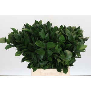 RUSCUS HYPOPHYLLUM