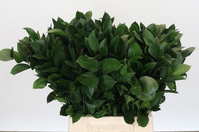 <h4>RUSCUS HYPOPHYLLUM</h4>