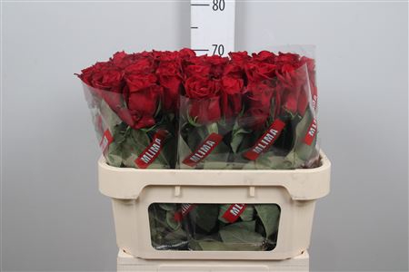 <h4>R Gr Ever Red</h4>