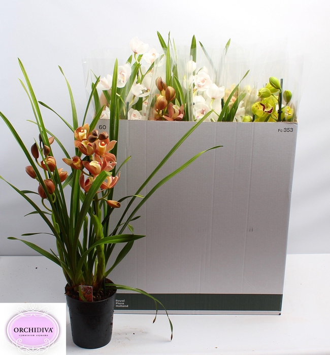 <h4>CYMB GEMENGD</h4>