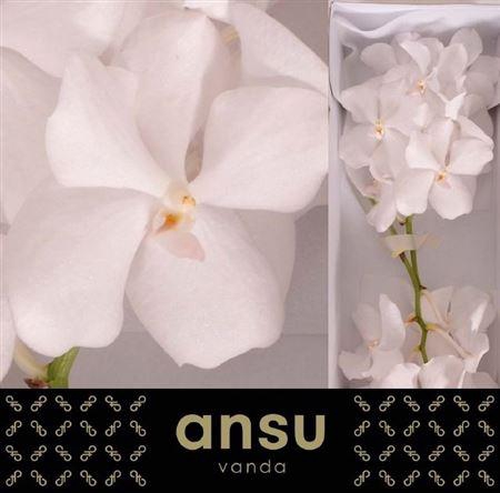 <h4>Vanda Kanchana Ansu No.1</h4>