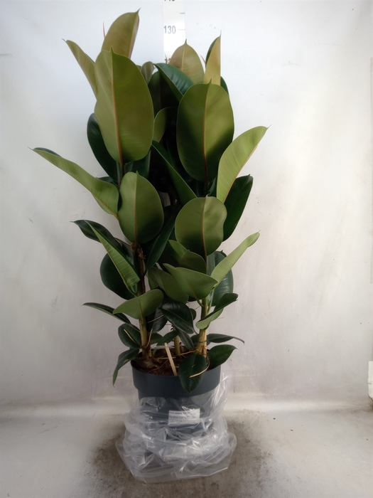 <h4>Ficus elastica 'Robusta'</h4>