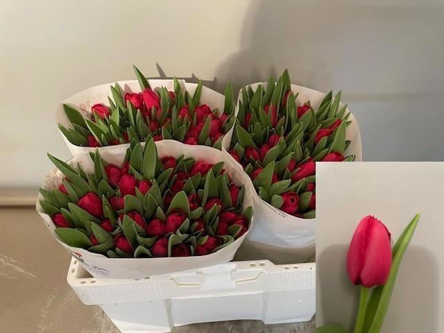 <h4>TU EN ILE DE FRANCE</h4>