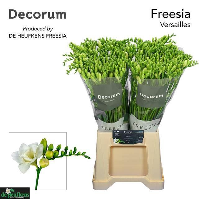 <h4>Freesia du Versailles</h4>