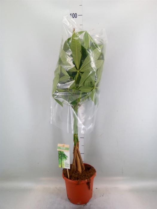 <h4>Pachira aquatica</h4>