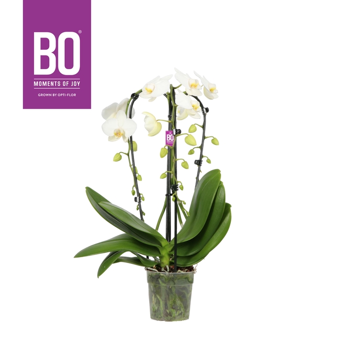 <h4>Phalaenopsis wit meer takken</h4>