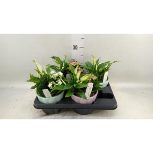 Arr.    Planten  L%