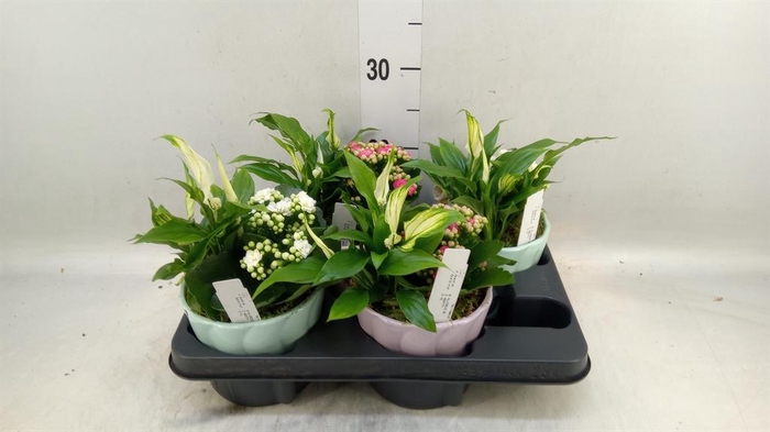 <h4>Arr.    Planten  L%</h4>