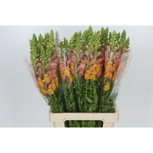 Antirrhinum Potomac Light Orange