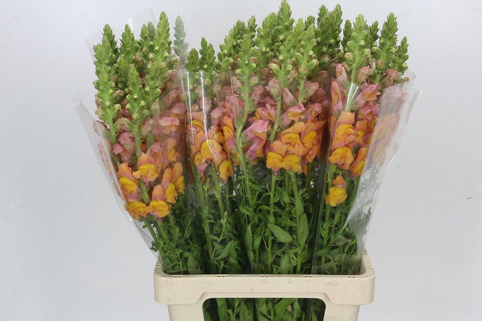 <h4>Antirrhinum Potomac Light Orange</h4>
