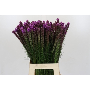 Liatris Spicata