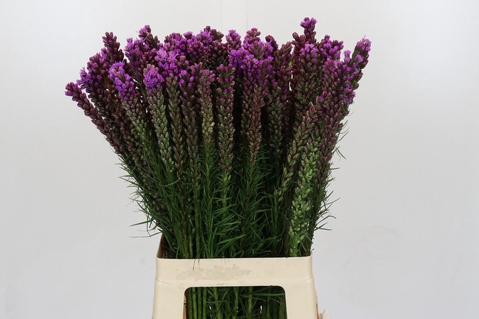 <h4>Liatris Spicata</h4>