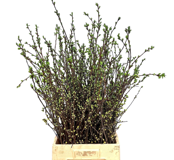 <h4>Kersenbloesem P Bos</h4>